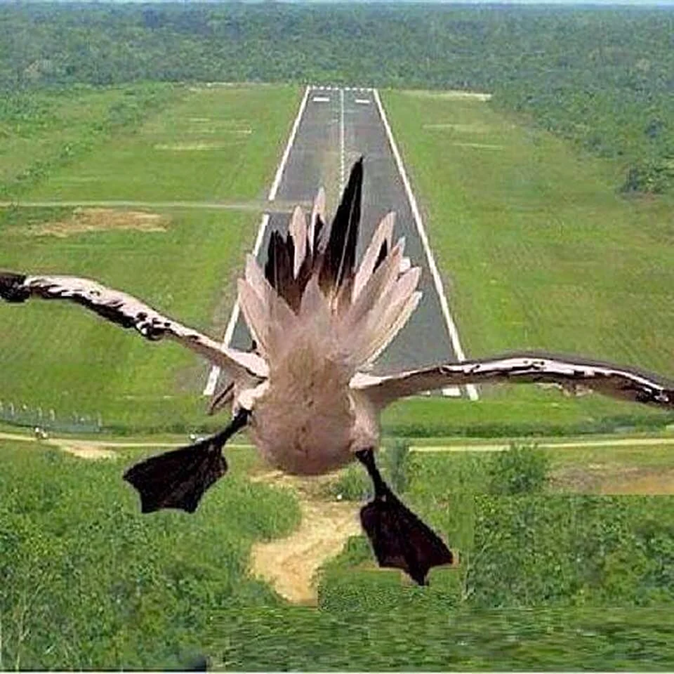 Это птица это самолет. Прикольная открытка