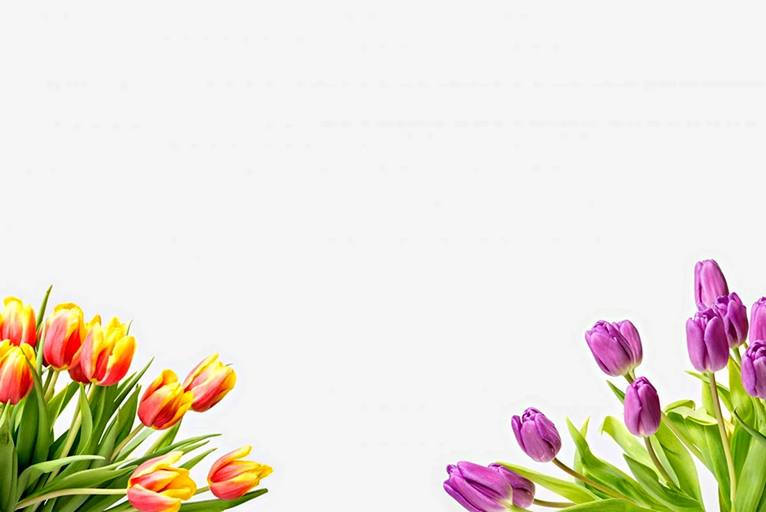 Фон с тюльпанами для текста. Поздравление на праздник