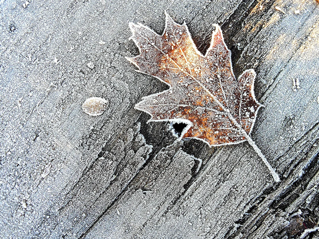 Кленовый лист зимой. Поздравление на праздник