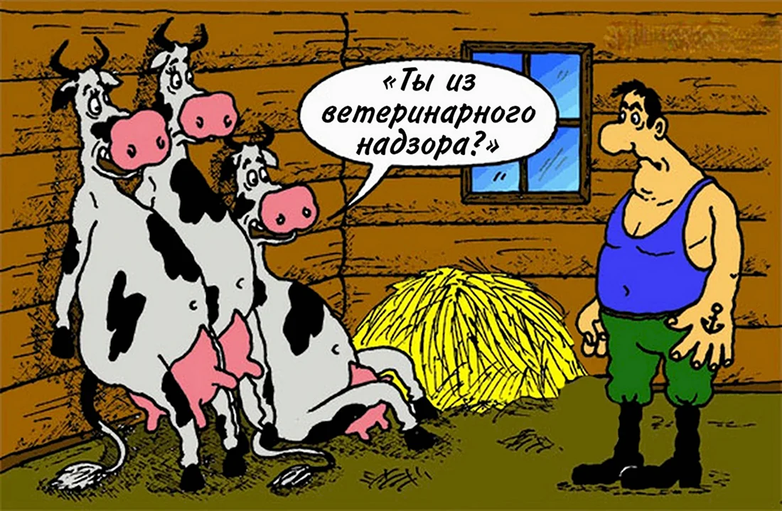 Корова карикатура. Прикольная открытка