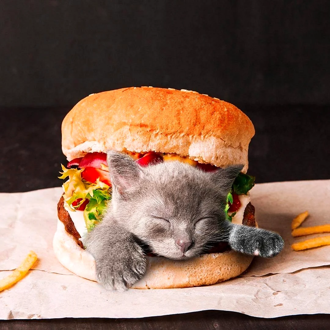Кот бутерброд. Прикольная открытка