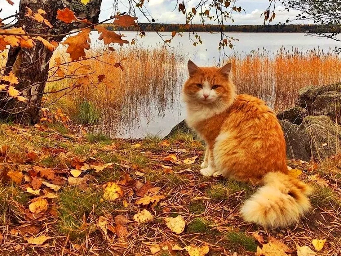 Кот осень. Поздравление на праздник