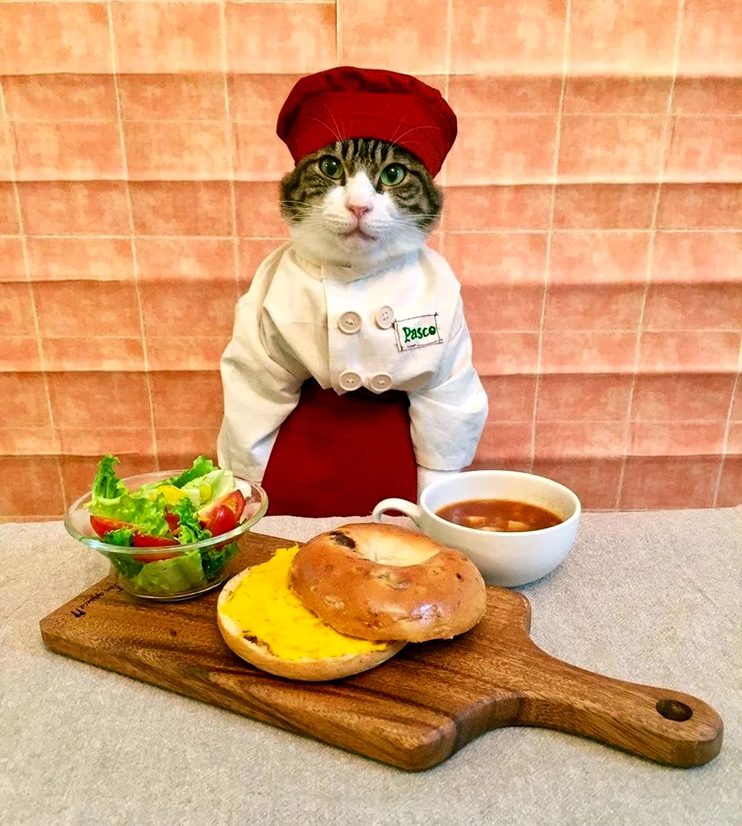 Кот повар. Прикольная открытка