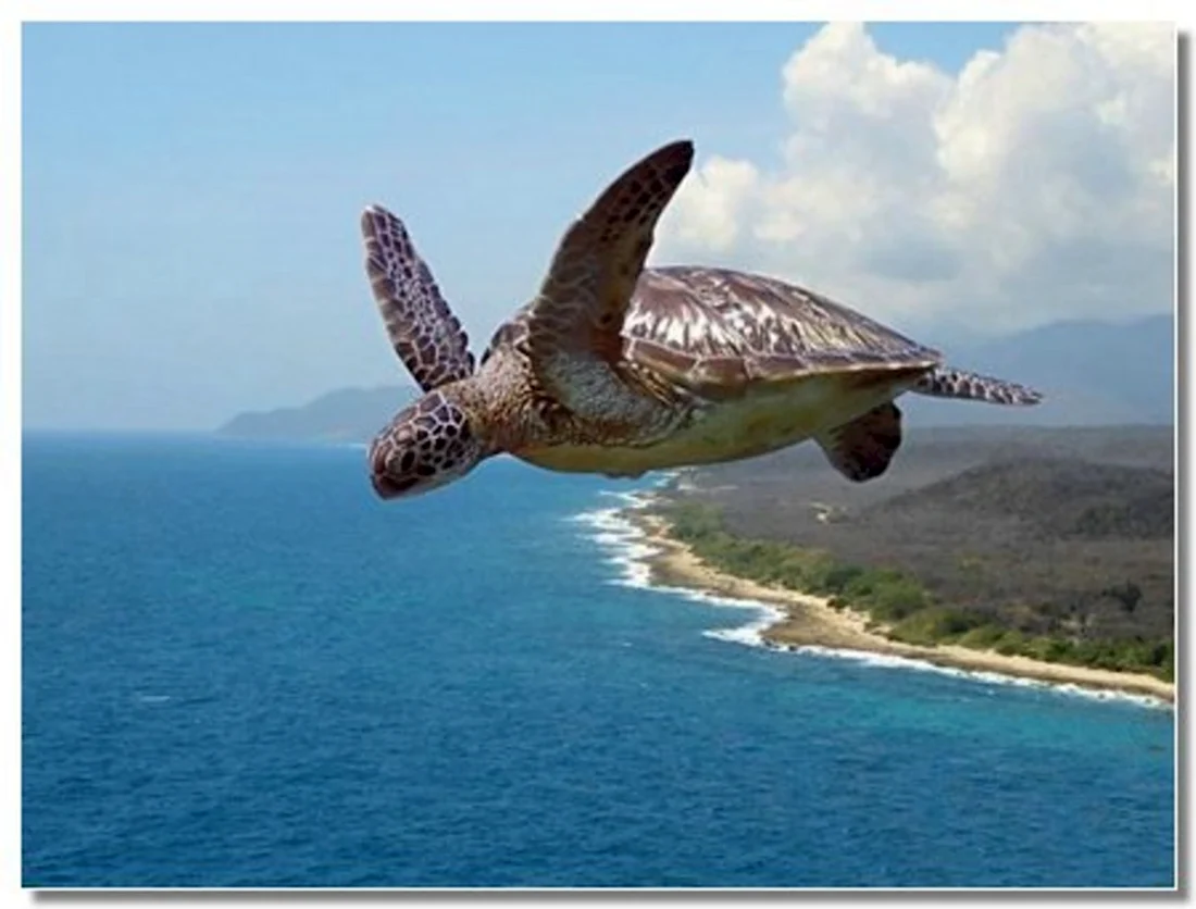 Летающая черепаха. Прикольная открытка