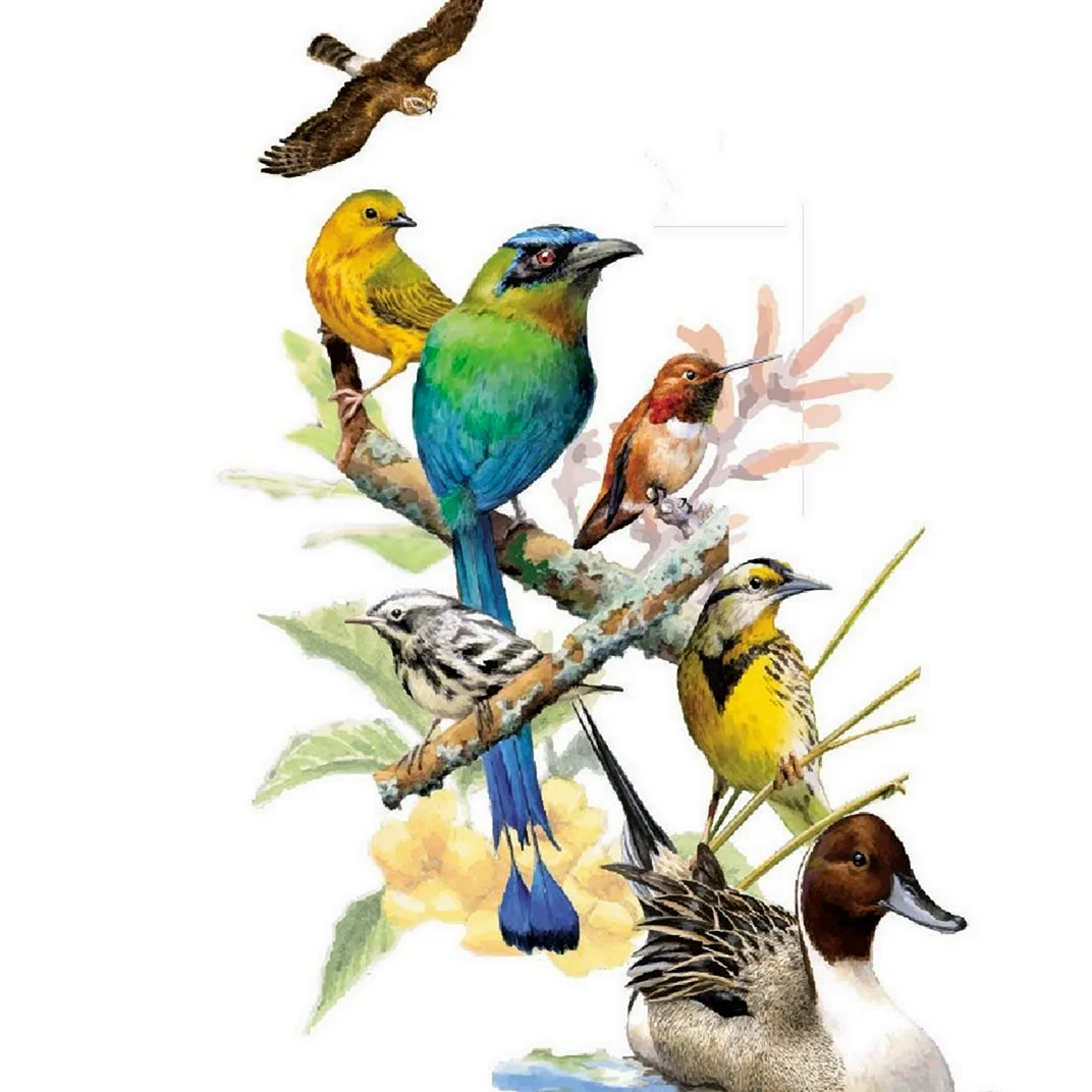 Международный день птиц рисунок