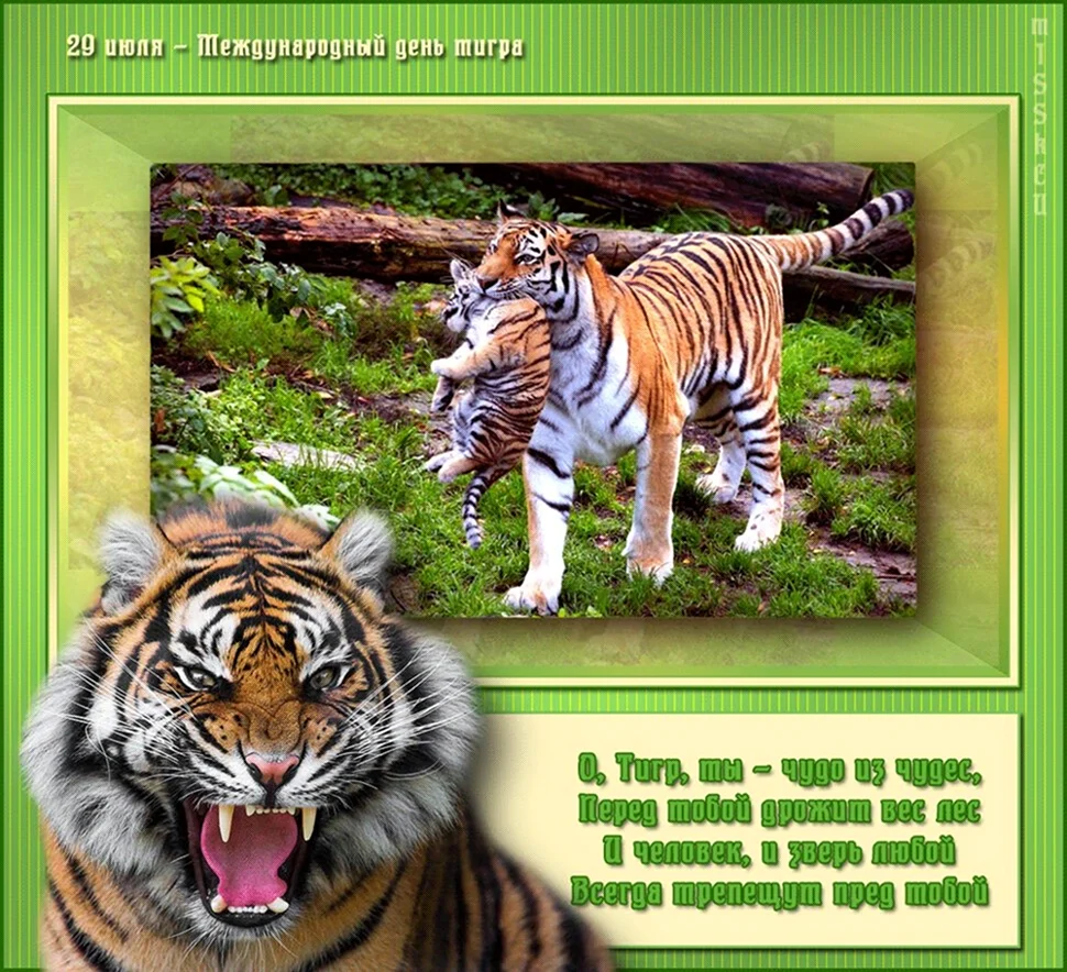 Международный день тигра. Прикольная открытка