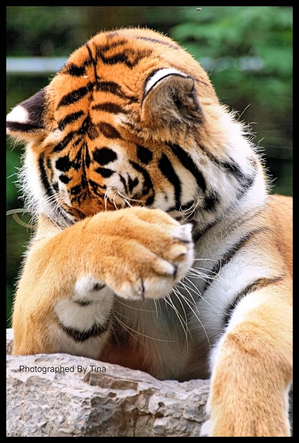 Обиженный тигр. Прикольная открытка