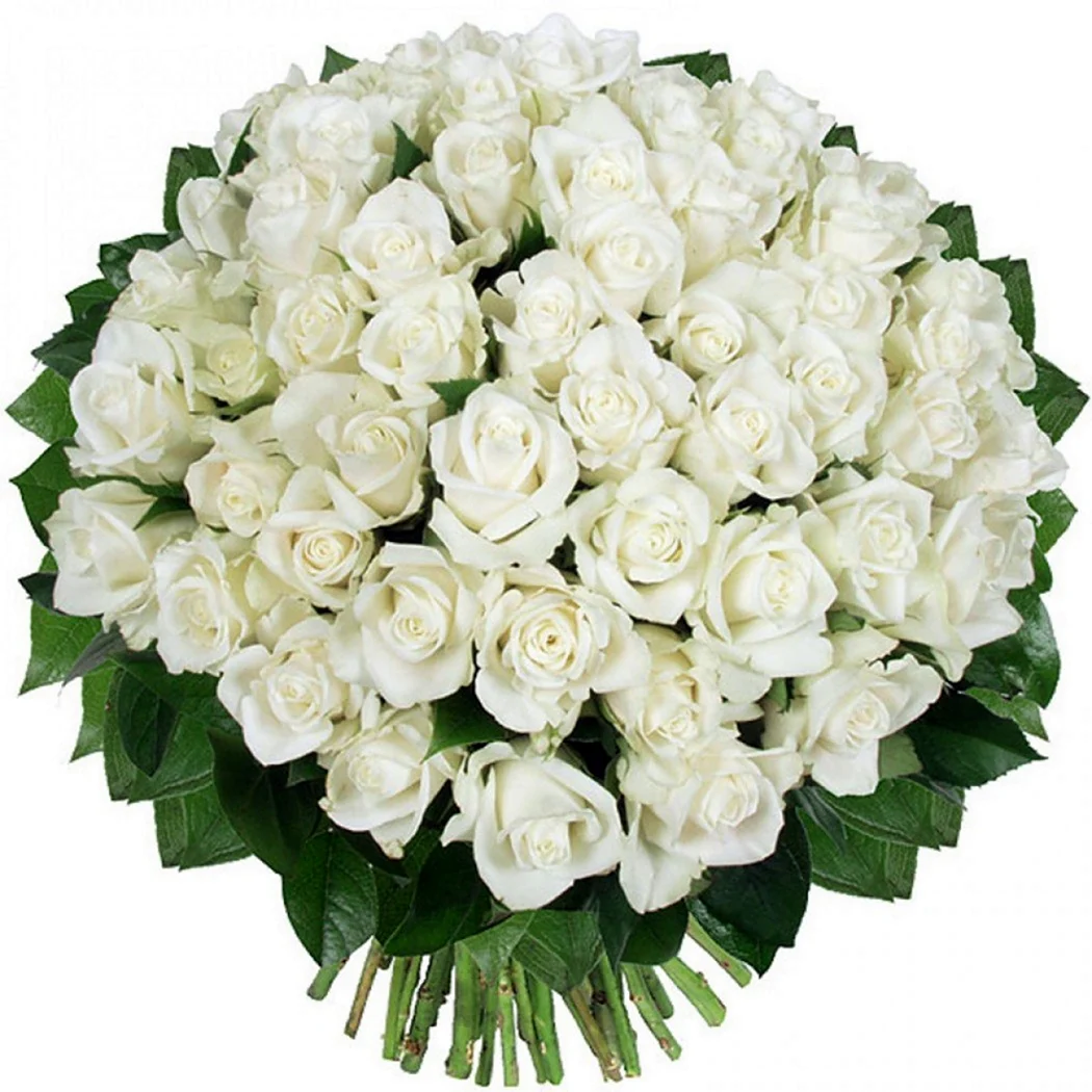 Огромный букет белых роз. Открытка с Днем рождения. Поздравление с Днем рождения