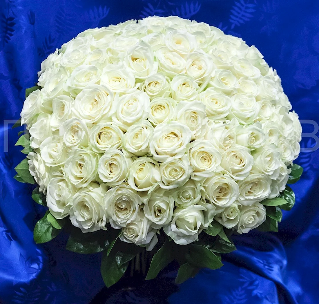 Огромный букет белых роз. Открытка с Днем рождения. Поздравление с Днем рождения