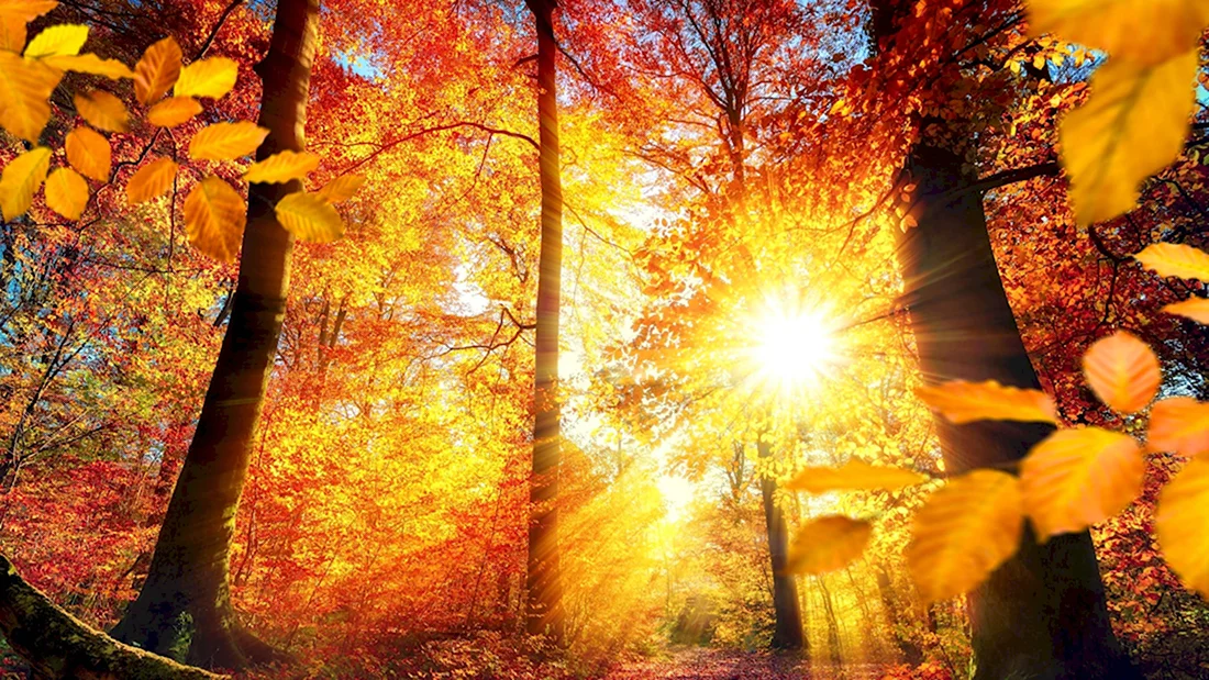 Осень листья солнце. Поздравление на праздник
