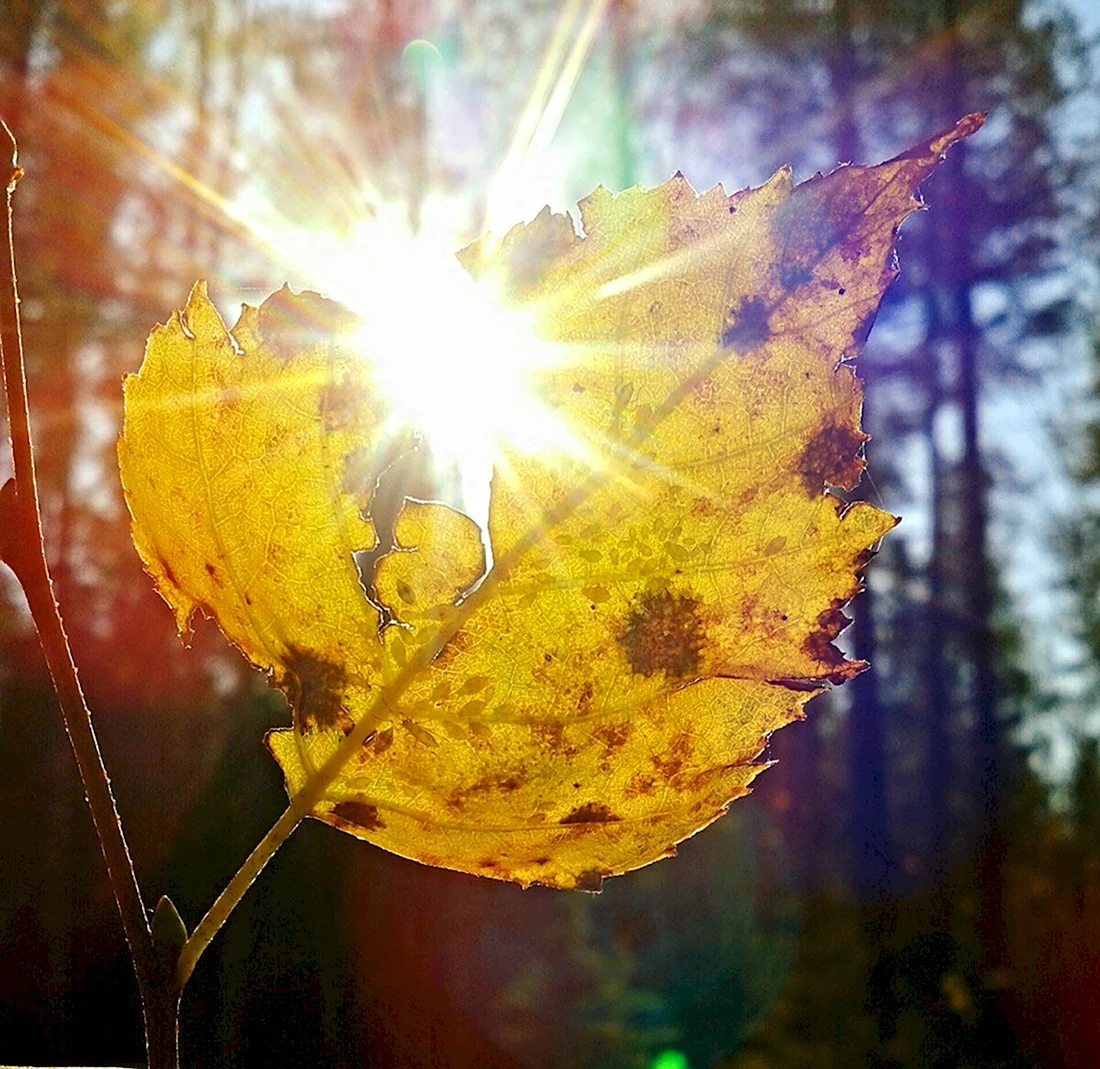 Осень солнце. Поздравление на праздник