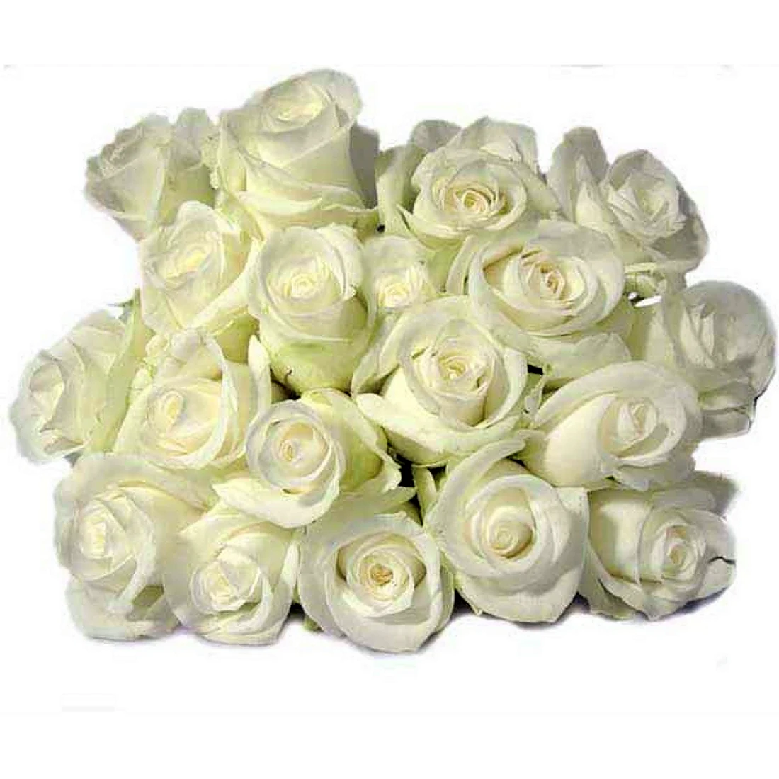 Открытка с юбилеем белые розы. Открытка с Днем рождения. Поздравление с Днем рождения