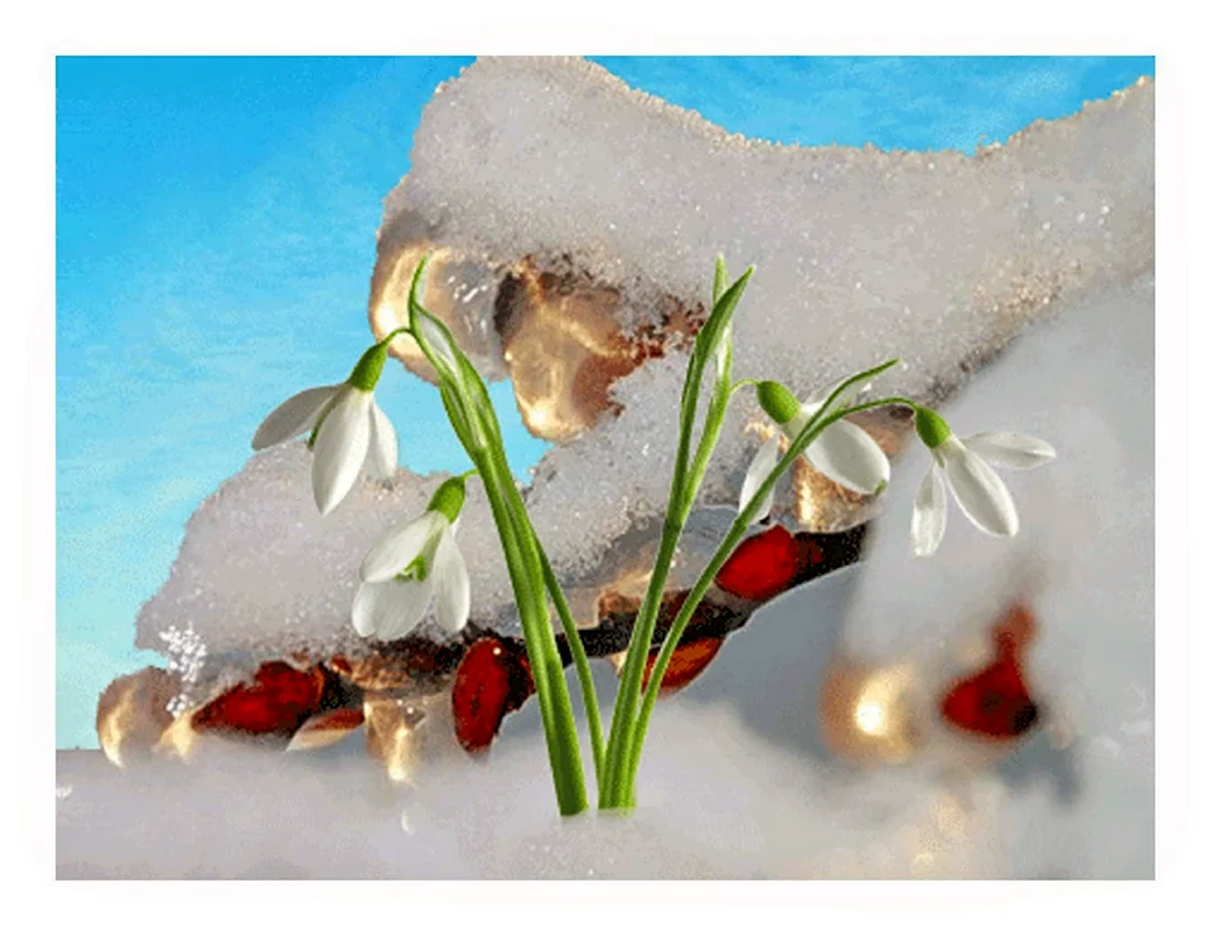 Открытки цветы на снегу. Поздравление на праздник