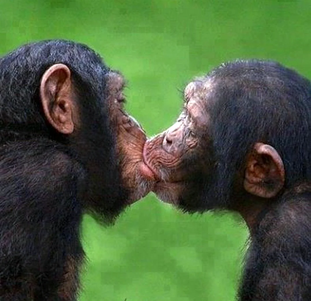 Поцелуй обезьяны. Прикольная открытка