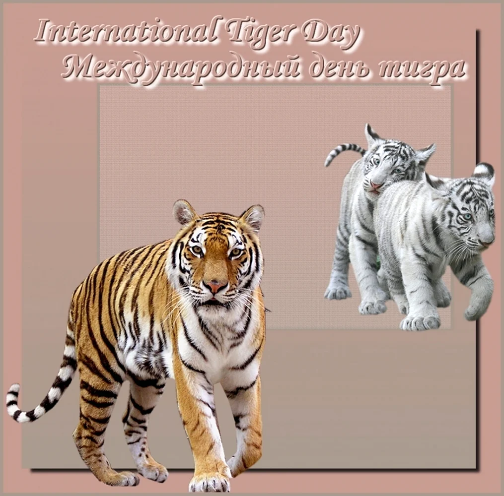 Поздравительная открытка с тигром. Прикольная открытка