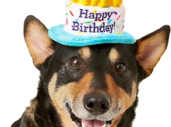 Поздравление собаке. Открытка с Днем рождения. Поздравление с Днем рождения