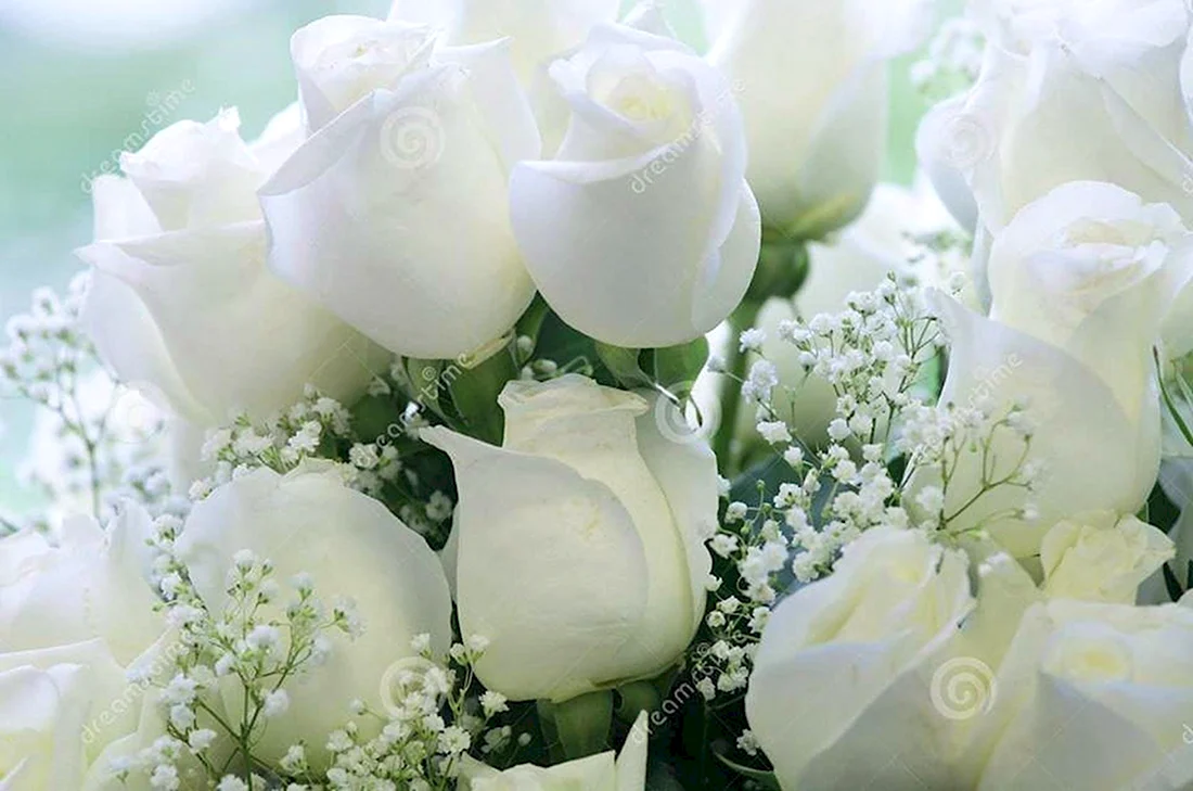 Поздравляю с белыми цветами. Открытка с Днем рождения. Поздравление с Днем рождения