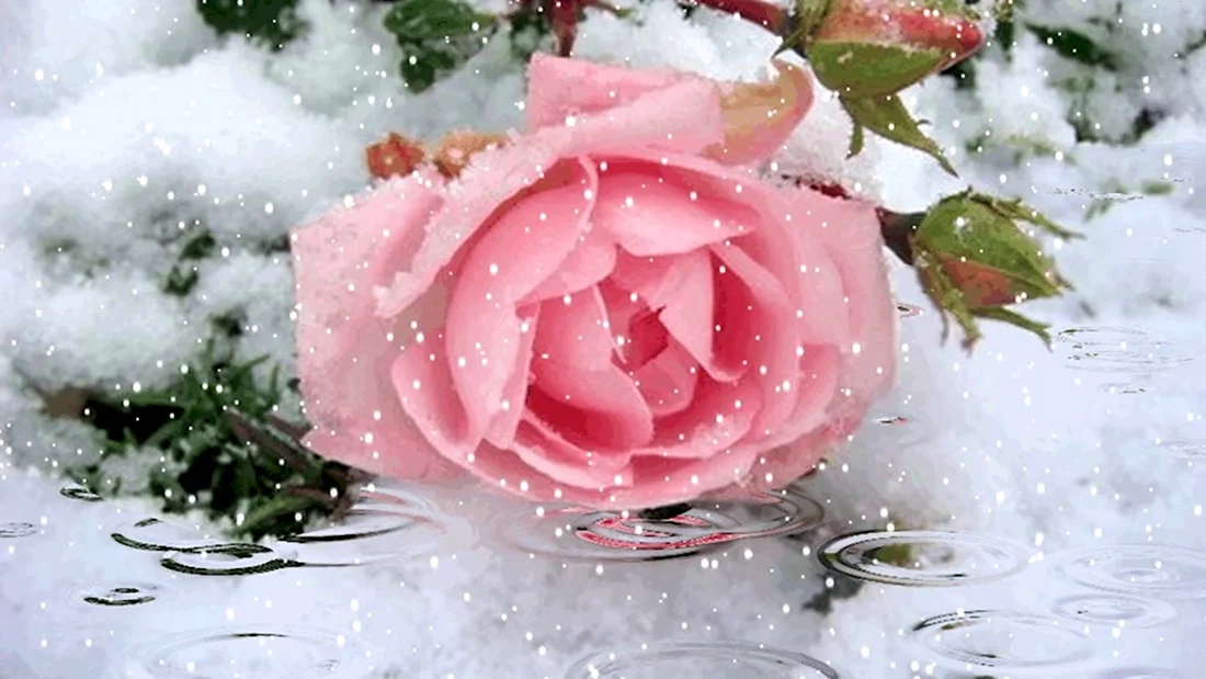 Розы на снегу. Открытка с Днем рождения. Поздравление с Днем рождения