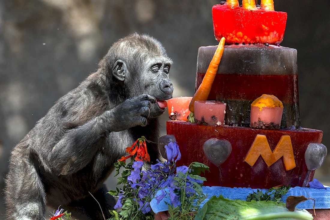 С днем рождения обезьяна. Прикольная открытка