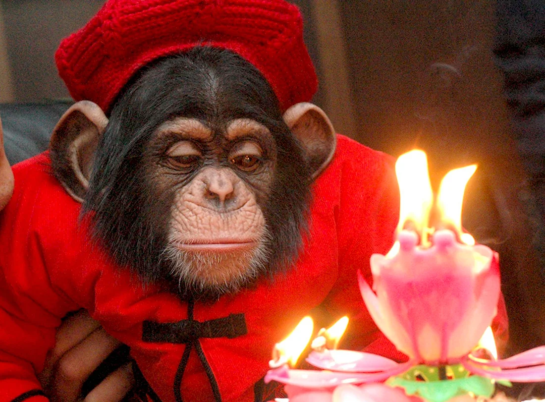 С днем рождения обезьяна. Прикольная открытка