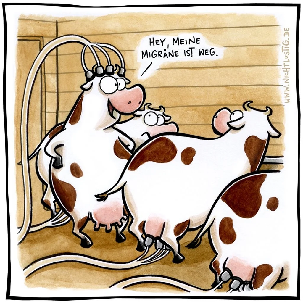 Шутки про коров. Открытка с Днем рождения. Поздравление с Днем рождения