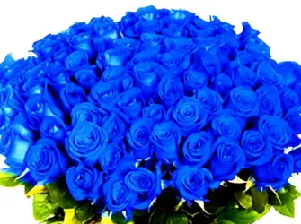 Синяя роза. Открытка с Днем рождения. Поздравление с Днем рождения