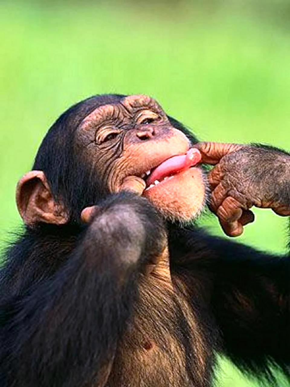Смешные обезьянки. Прикольная открытка