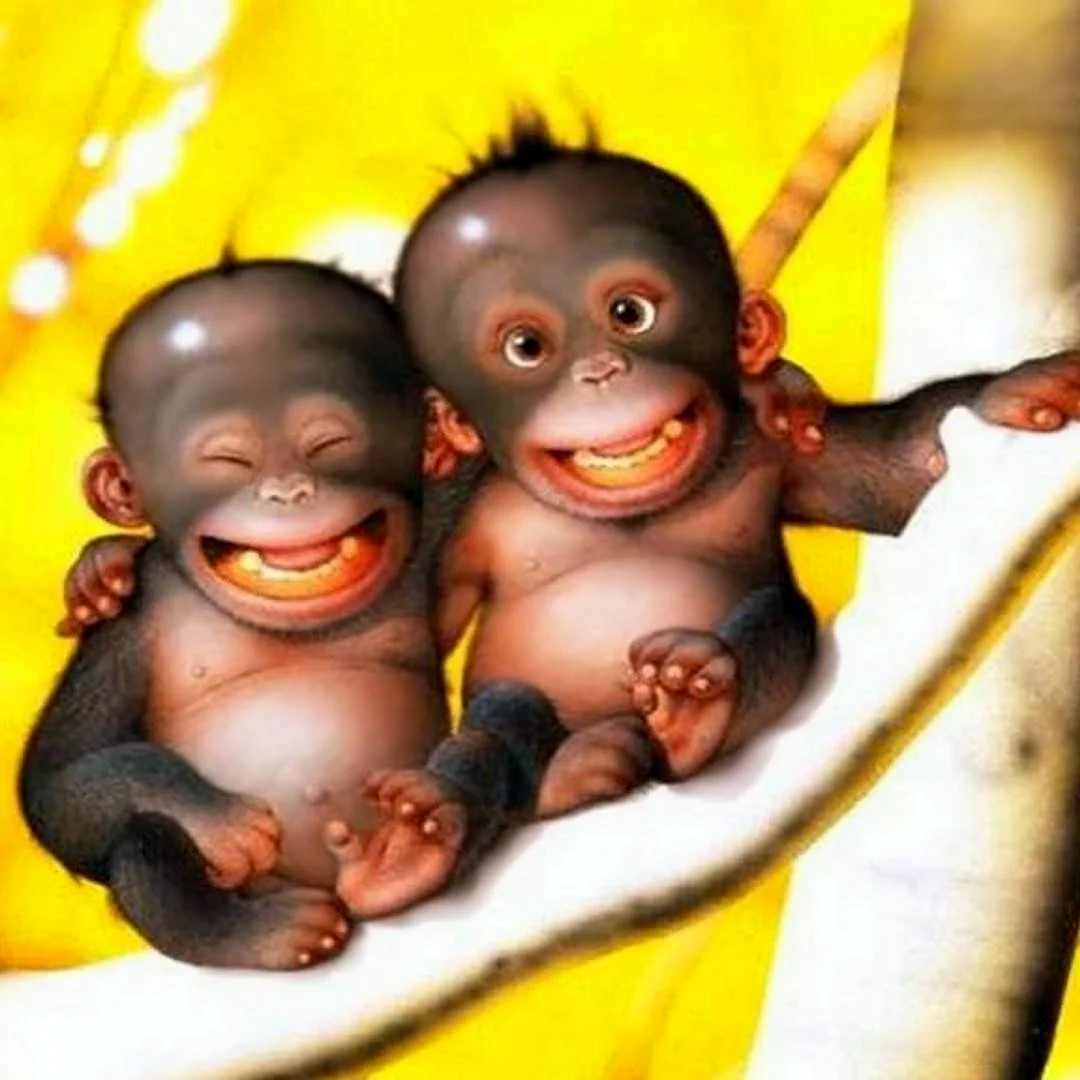 Смешные обезьяны. Прикольная открытка
