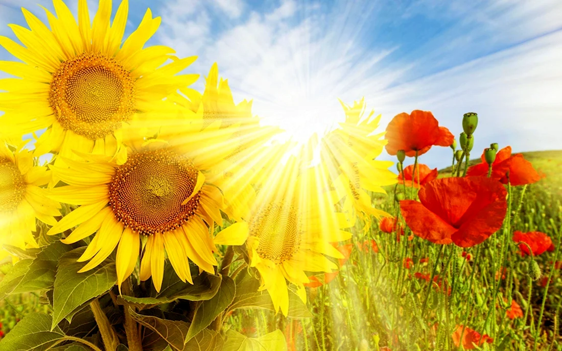 Солнечный цветок. Поздравление на праздник