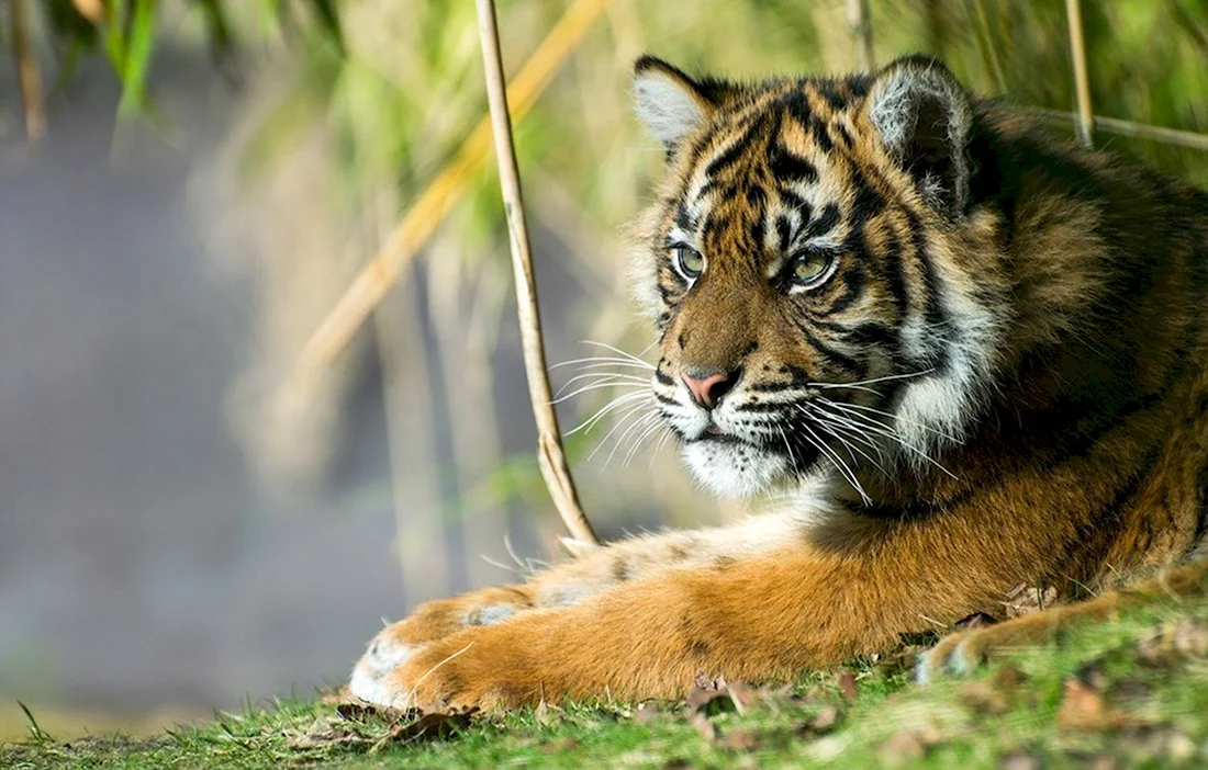 Суматранский тигр. Поздравление на праздник