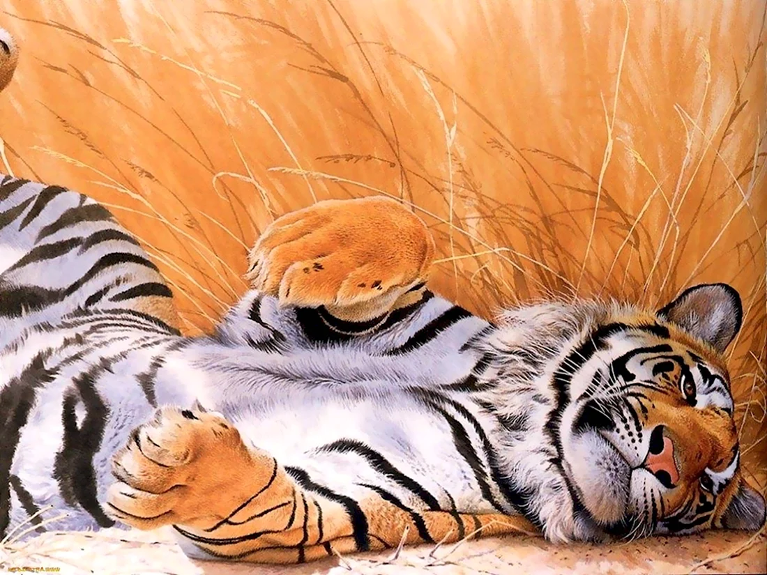 Тигр обои. Прикольная открытка