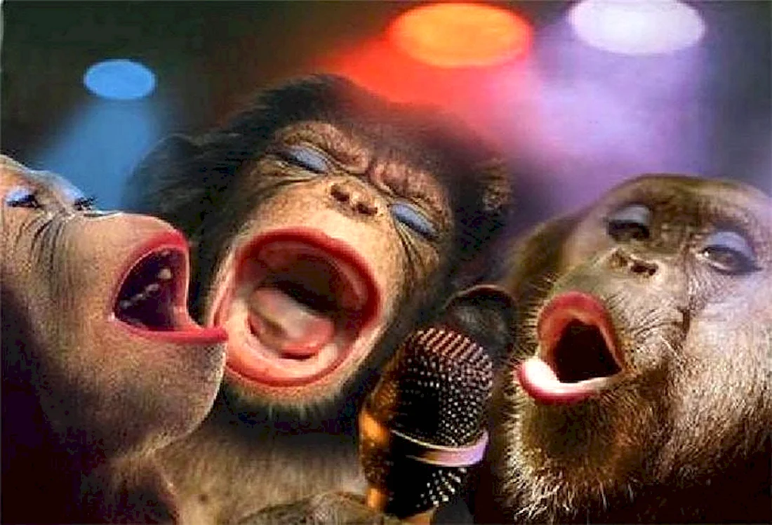 Три обезьяны поют. Прикольная открытка