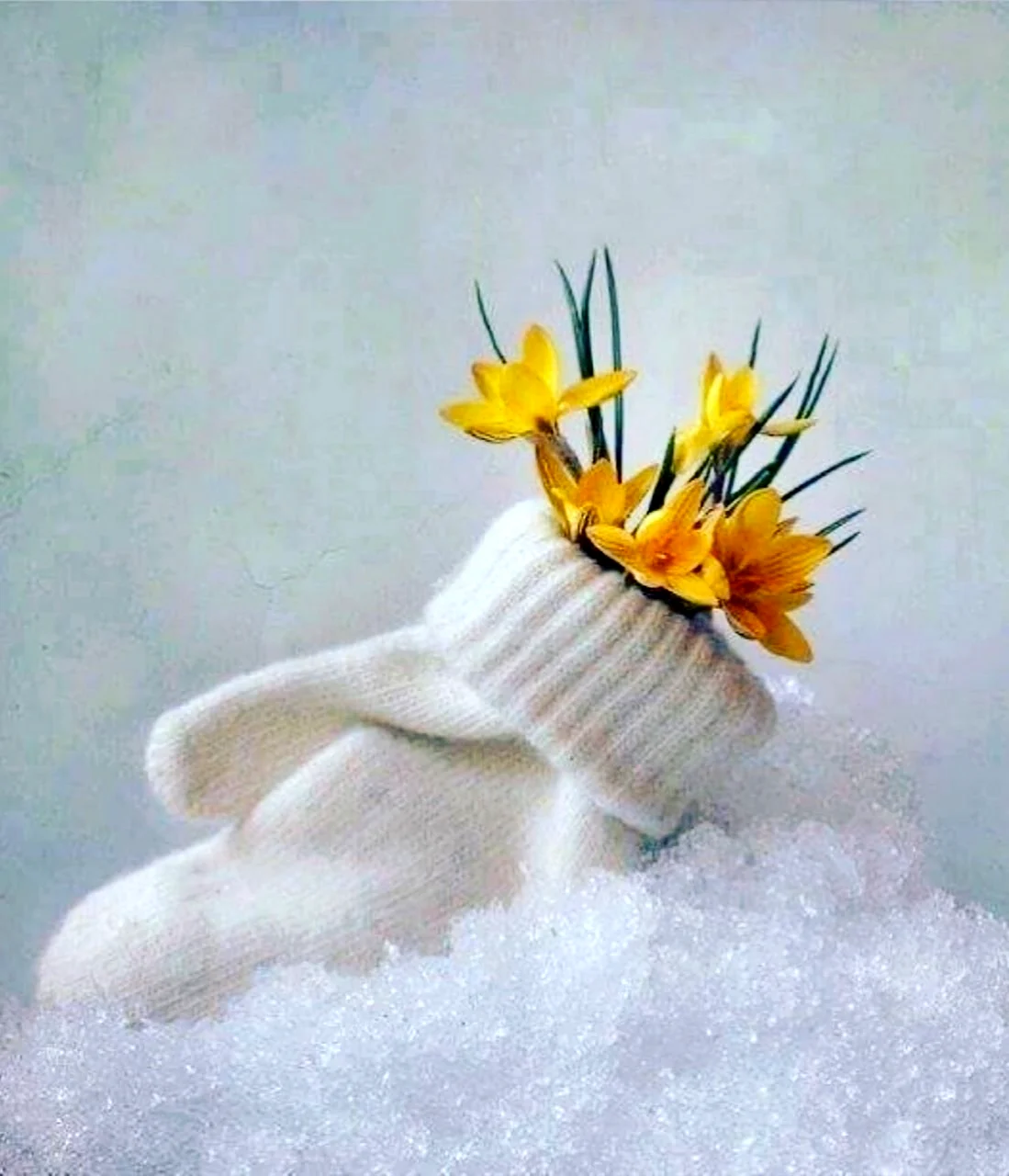 Цветы в валенках на снегу. Поздравление на праздник