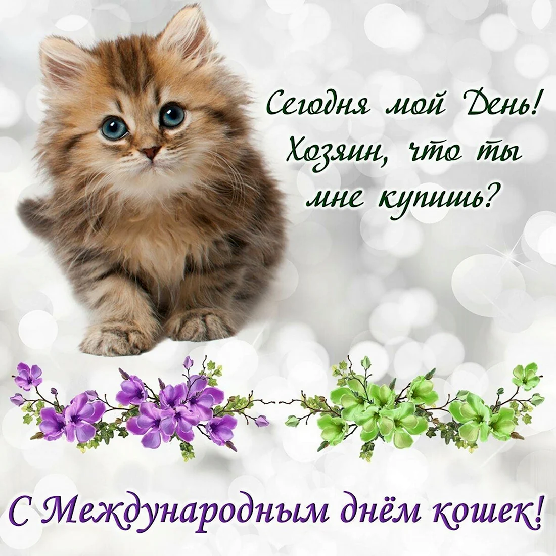 Всемирный день кошек. Поздравление на праздник