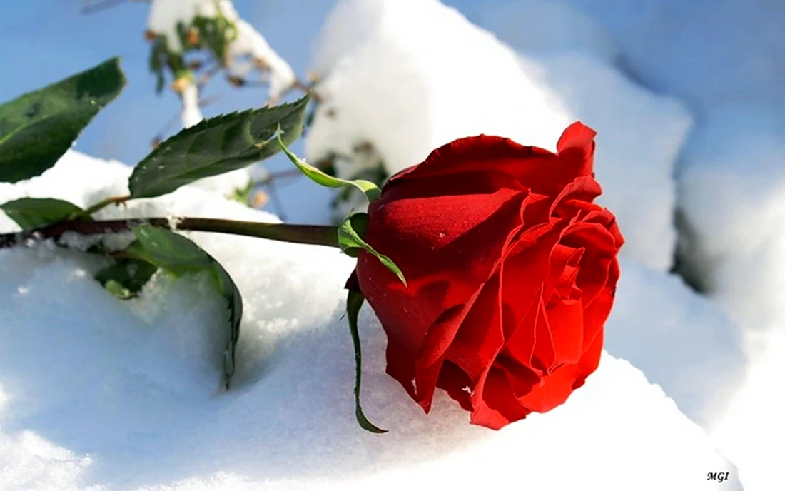 Зимние розы с пожеланием. Открытка с Днем рождения. Поздравление с Днем рождения