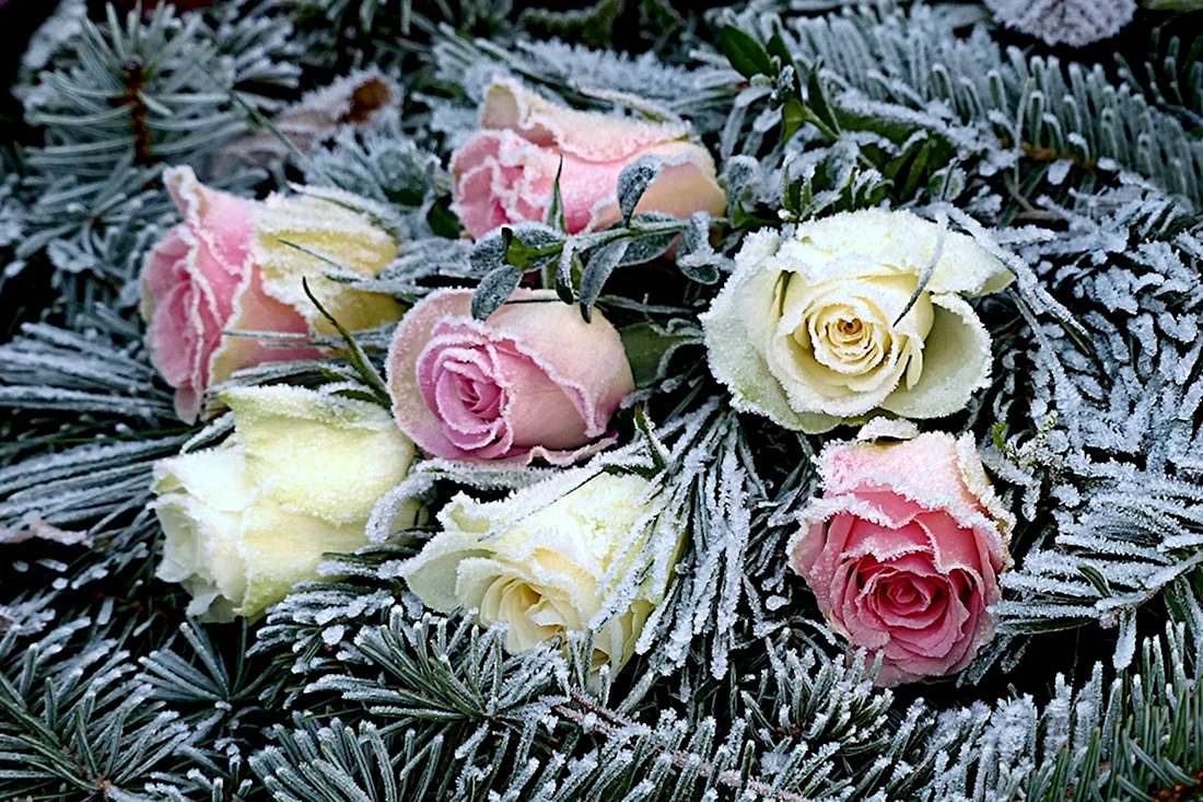 Зимние цветы. Открытка с Днем рождения. Поздравление с Днем рождения