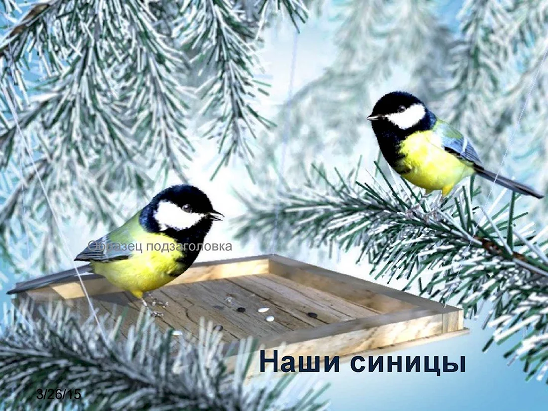 Зимующие птицы синица для детей. Поздравление на праздник